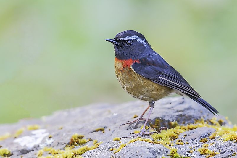#5 Collared Bush Robin