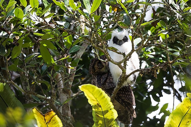 #3 Madagascar Long-Eared Owl