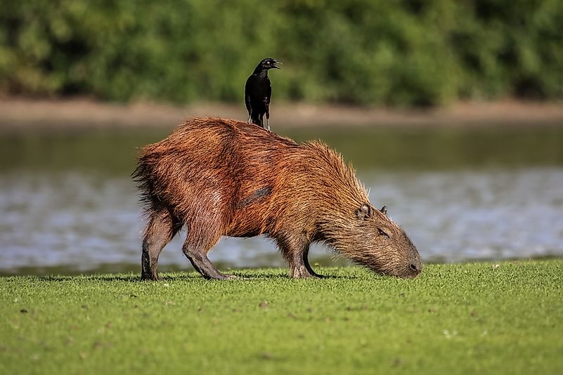 #6 Other animals love to use the capybara as a chair.