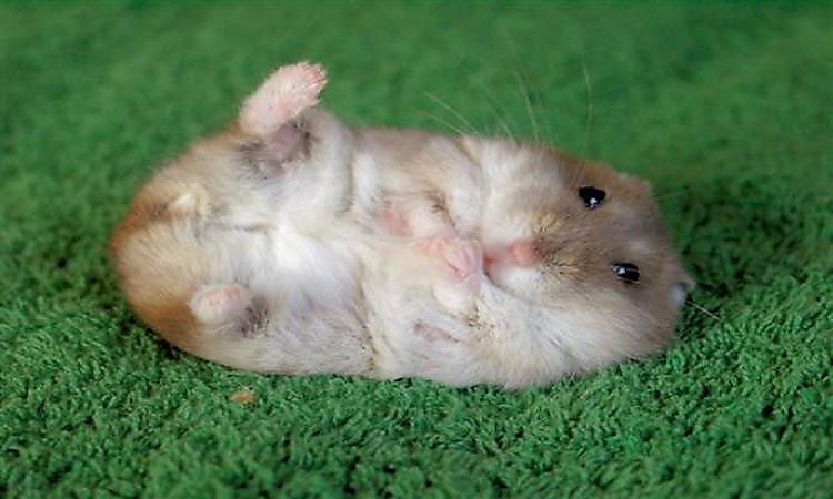 #7 Hamster -