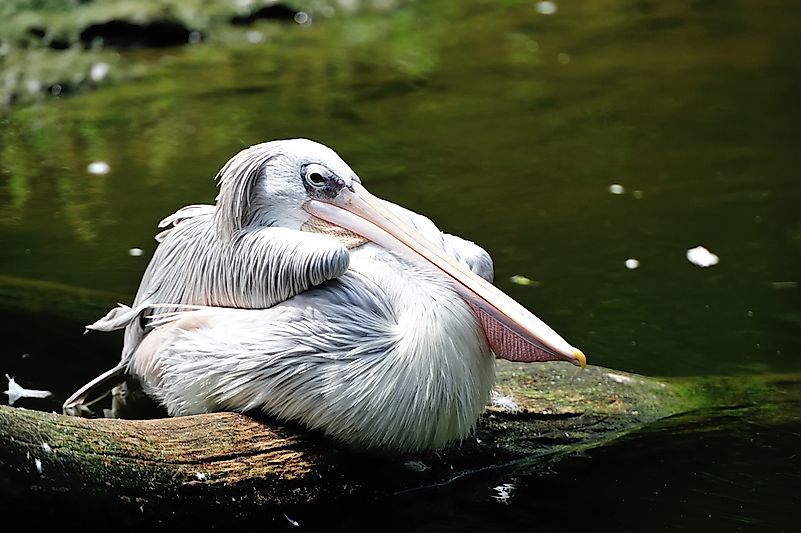 A pink-backed pelican. A pink-backed pelican.