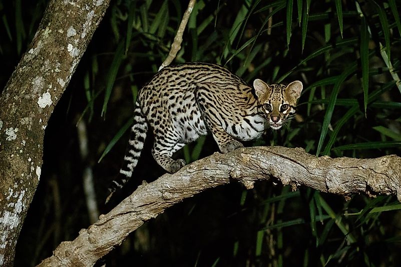 #1 Ocelot