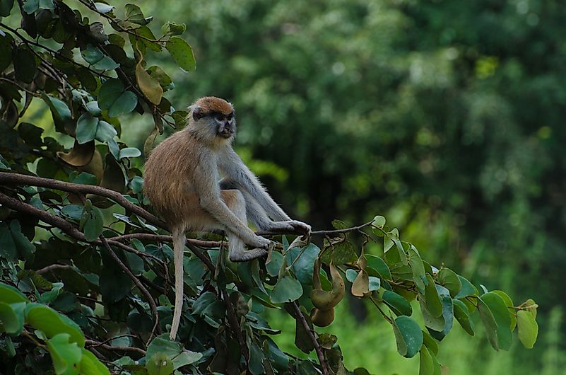 #8 Patas Monkey