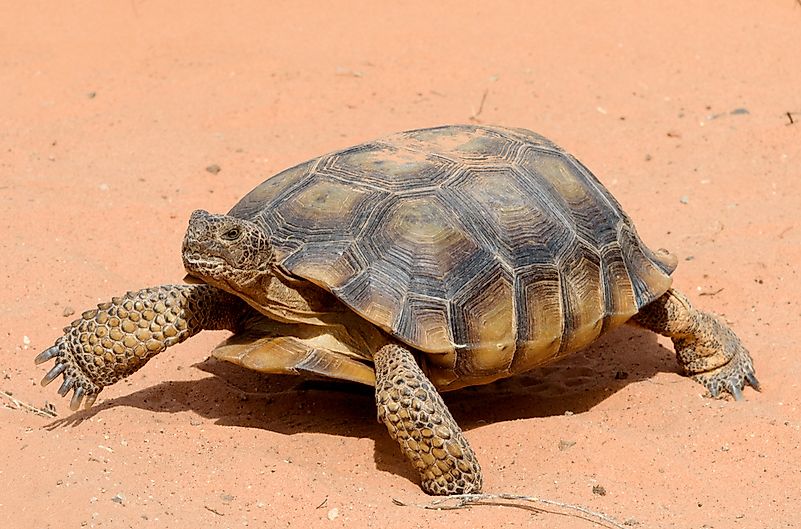 #3 Desert tortoise