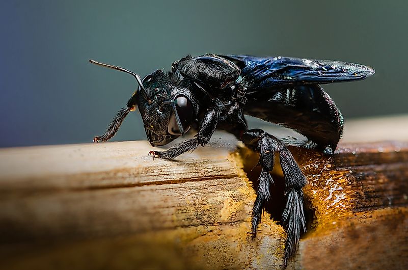 tropical carpenter bee out of the hole created by the bamboo.