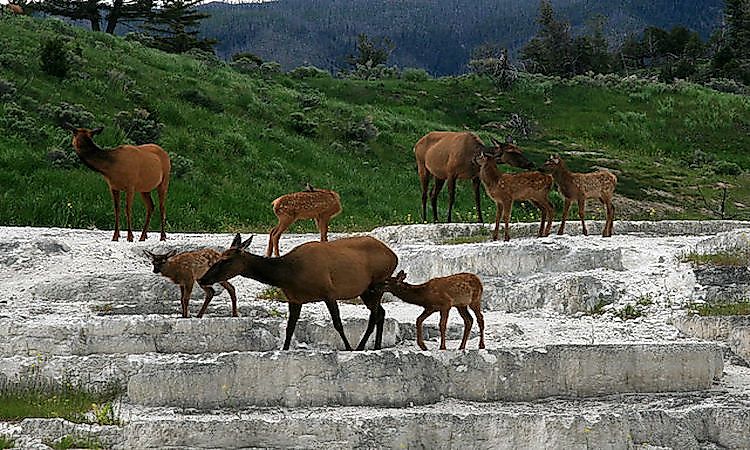 #2 Flora And Fauna Of The Quinault Rainforest -