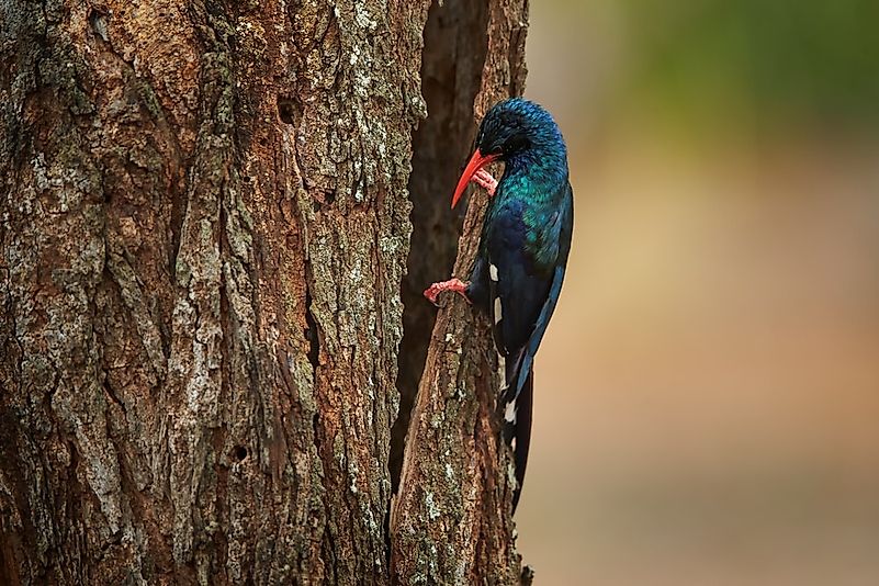 #1 Wood Hoopoe