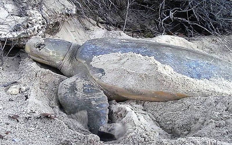 #7 Flatback Turtle