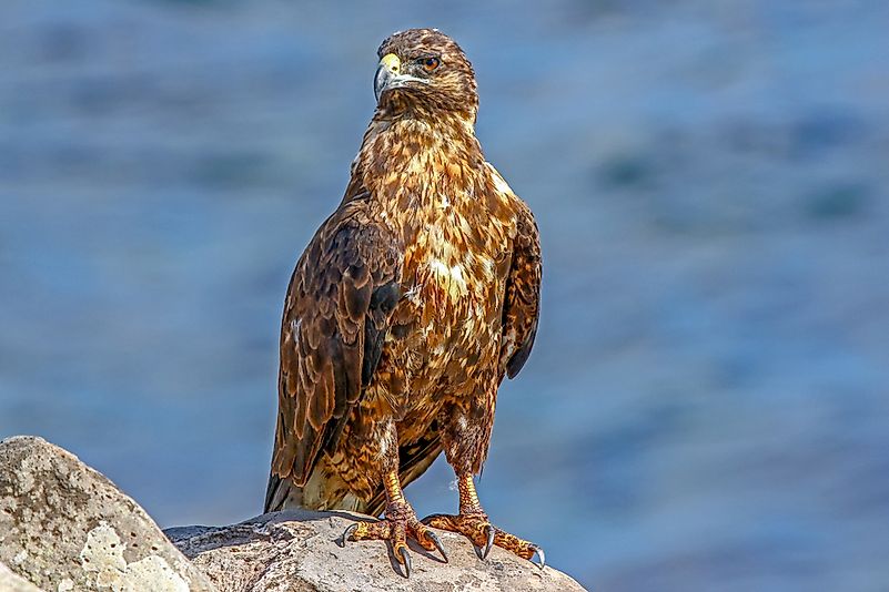 #9 Galapagos Hawk