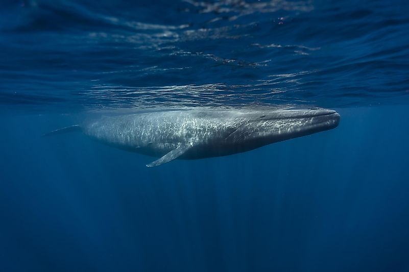 #9 Blue whale