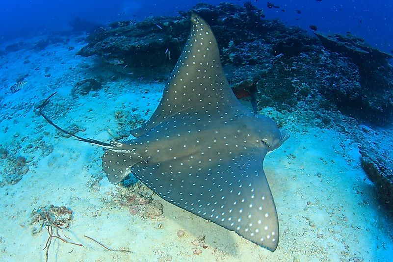 #12 Spotted eagle ray