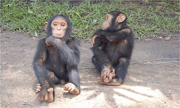 #5 Central chimpanzee -