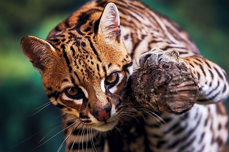 An ocelot in Brazil. An ocelot in Brazil.