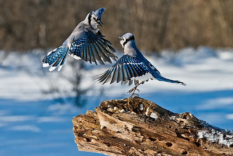 Two blue jays engaged in a fight. Image credit: Michael Cummings/Shutterstock.com