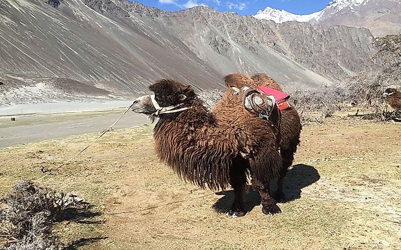 #3 Bactrian Camel