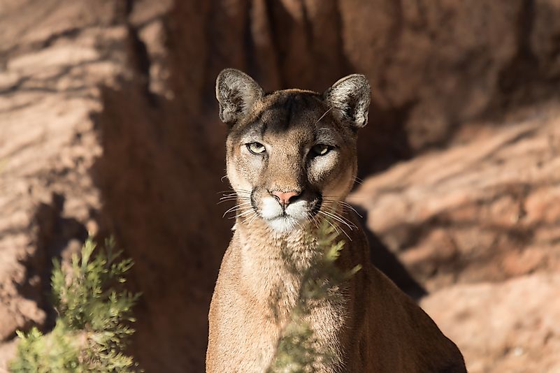 #1 Mountain Lion