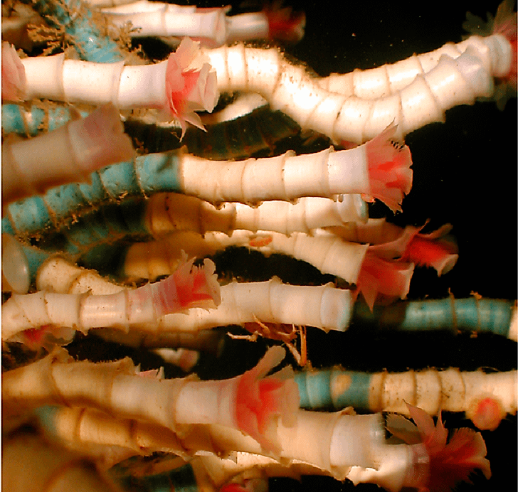 #7 Tube Worms
