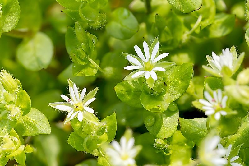 Common Chickweed Common Chickweed
