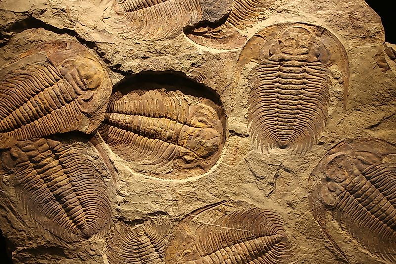 Fossil trilobite imprint in the sediment Fossil trilobite imprint in the sediment