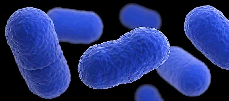 Listeriosis can be contracted by consuming raw dairy or raw meats. Image credit: www.cdc.gov