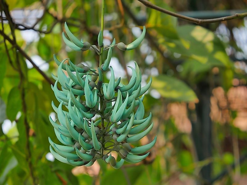 #3 Jade Vine