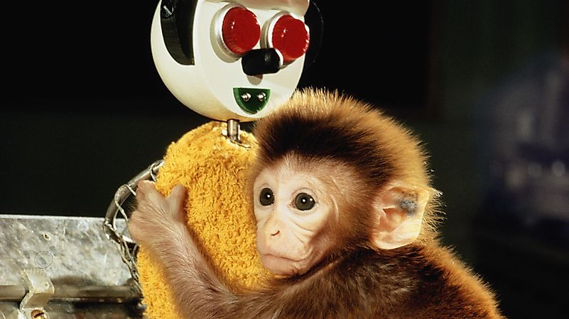 This experiment is another one that used monkeys as test subjects. Image credit: verywellmind.com This experiment is another one that used monkeys as test subjects. Image credit: verywellmind.com