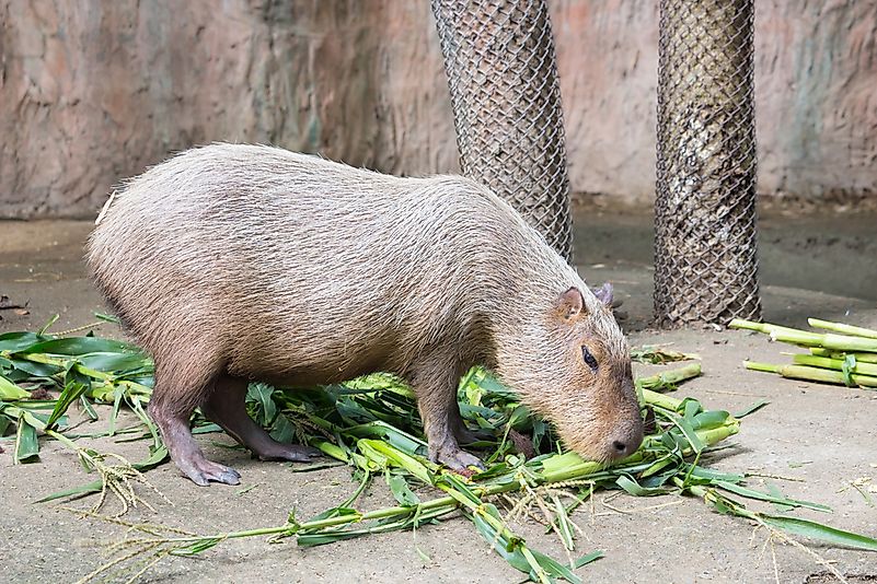 #9 Capybara