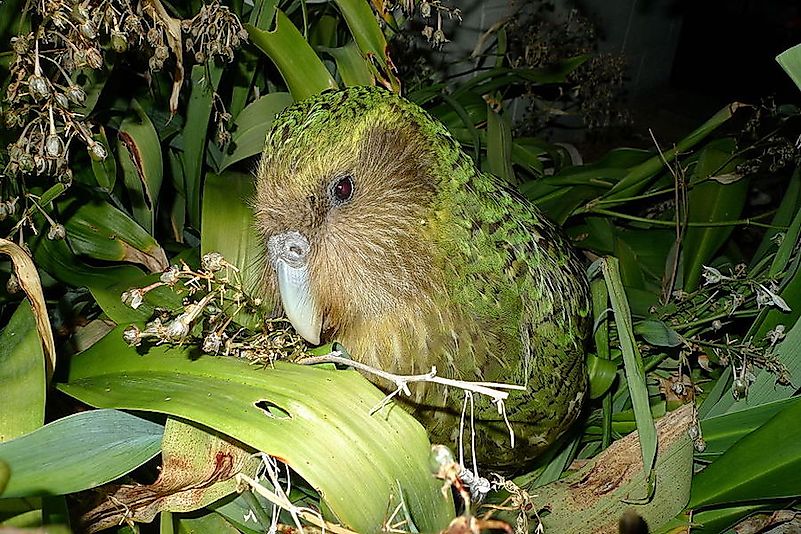 #3 Kakapo