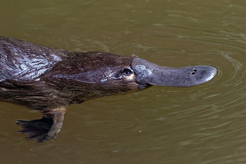 #10 Platypus