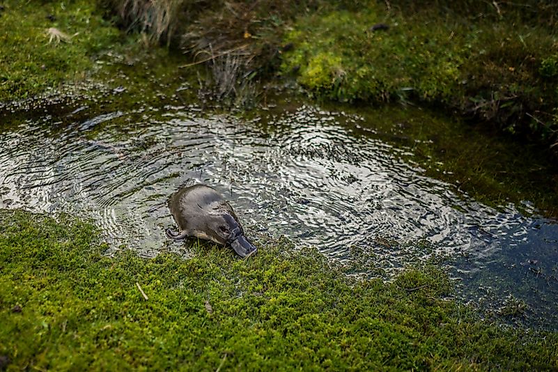 #13 Platypus