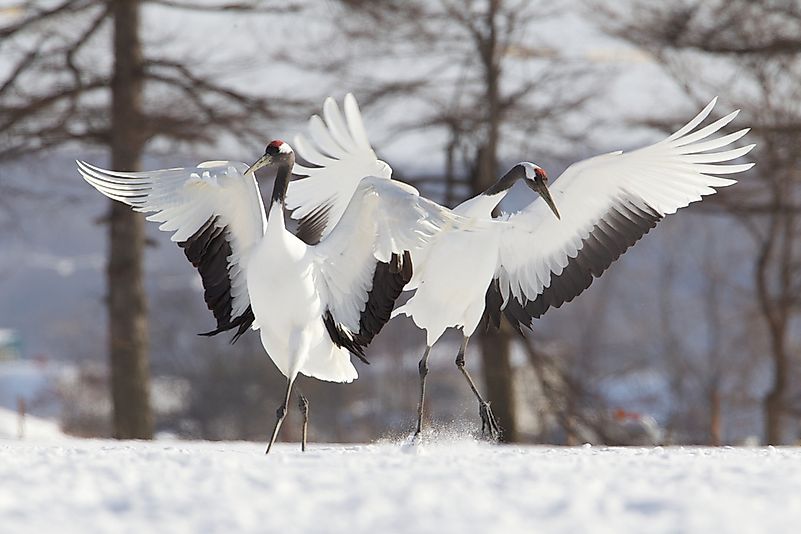 Two Japanese cranes with red crowns are involved in a mating dance ritual.