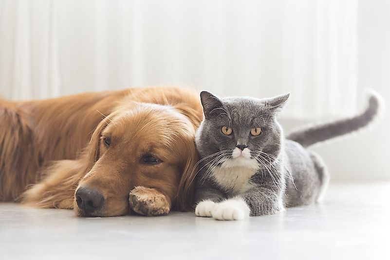 Adopt; it's a great deal for you, the Earth, and your pet! Adopt; it's a great deal for you, the Earth, and your pet!