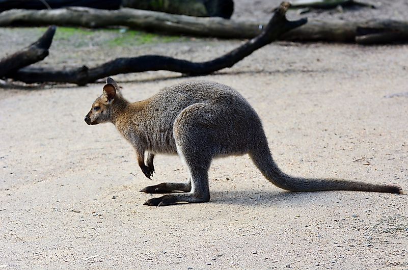 #1 Antilopine Kangaroo (Macropus antilopinus)