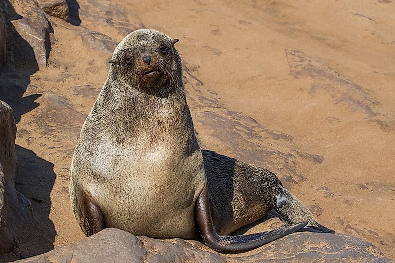 Cape fur seal. Cape fur seal.