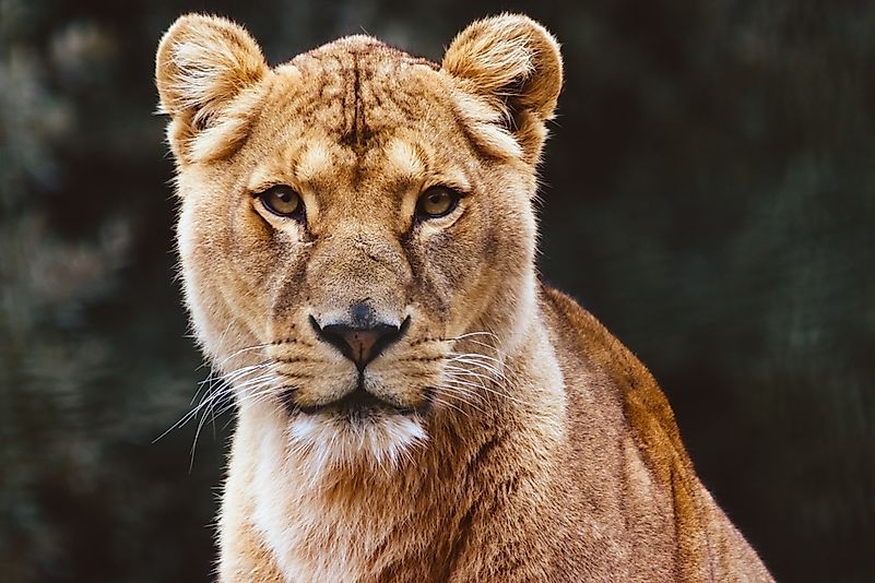 #5 Lions