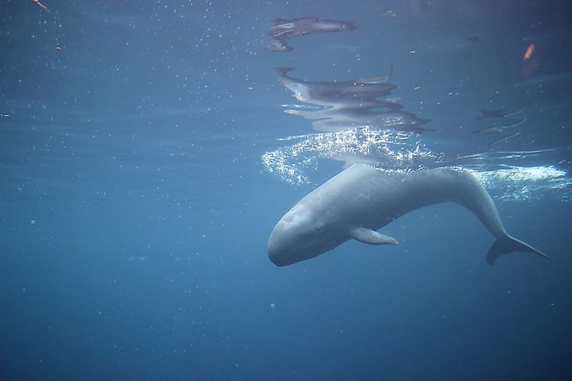 #2 False Killer Whale