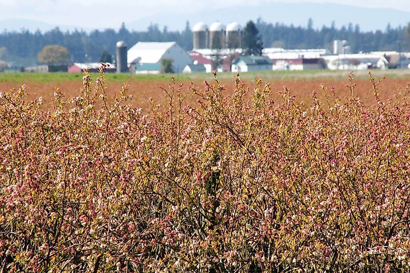 #1 Washington - 96.1 Million Pounds of Blueberries Produced