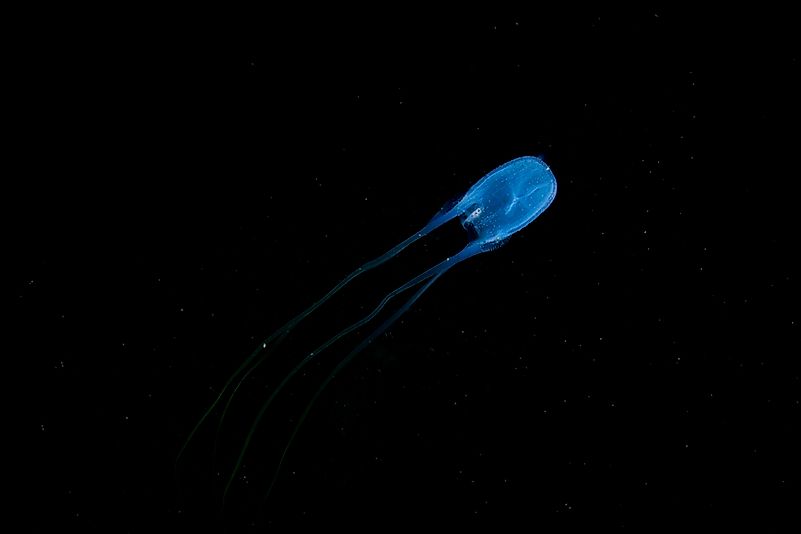 #16 Box jellyfish