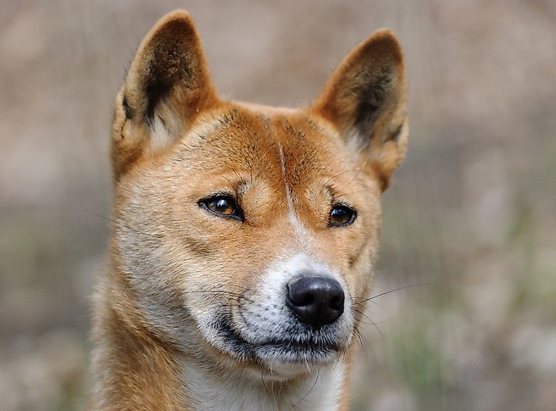 A New Guinea singing dog. A New Guinea singing dog.