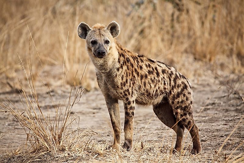 #6 Spotted Hyenas