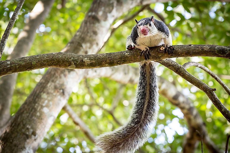 #1 Grizzled Giant Squirrel