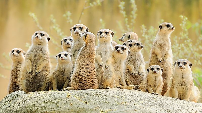 #5 Meerkat