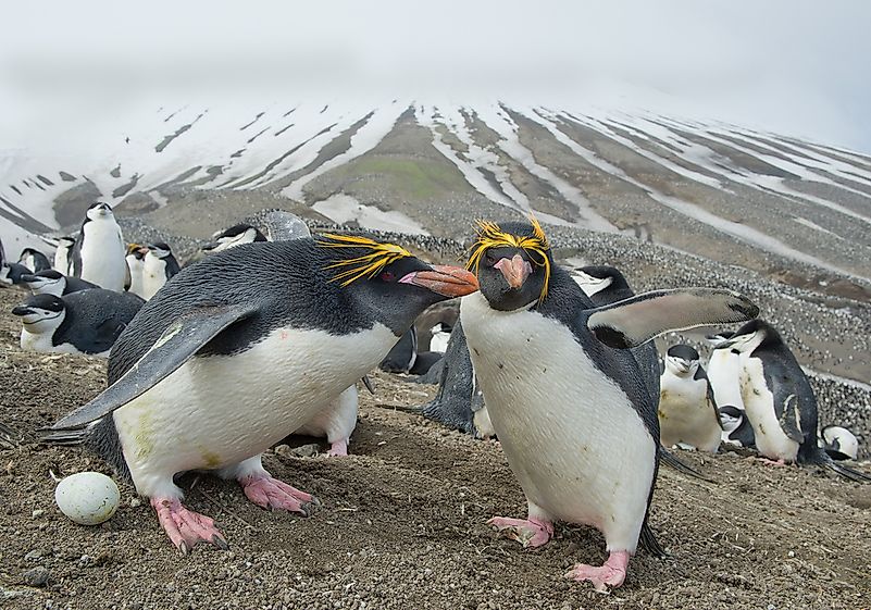 A pack of macaroni penguins. A pack of macaroni penguins.