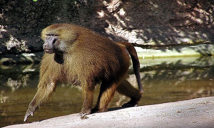 #1 Guinea Baboon -