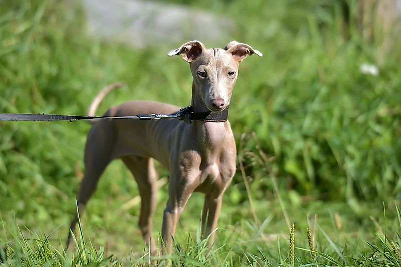 A Peruvian Inca Orchid dog on a leash. A Peruvian Inca Orchid dog on a leash.