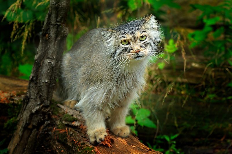 #7 Pallas's Cat