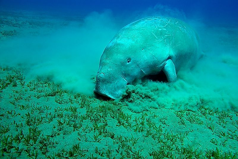 #2 Manatee