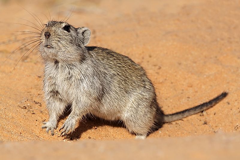 #3 Sand rat
