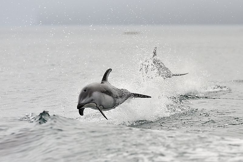 Pacific white sided dolphin showing their playful side in the Pacific Ocean near Canada. Pacific white sided dolphin showing their playful side in the Pacific Ocean near Canada.