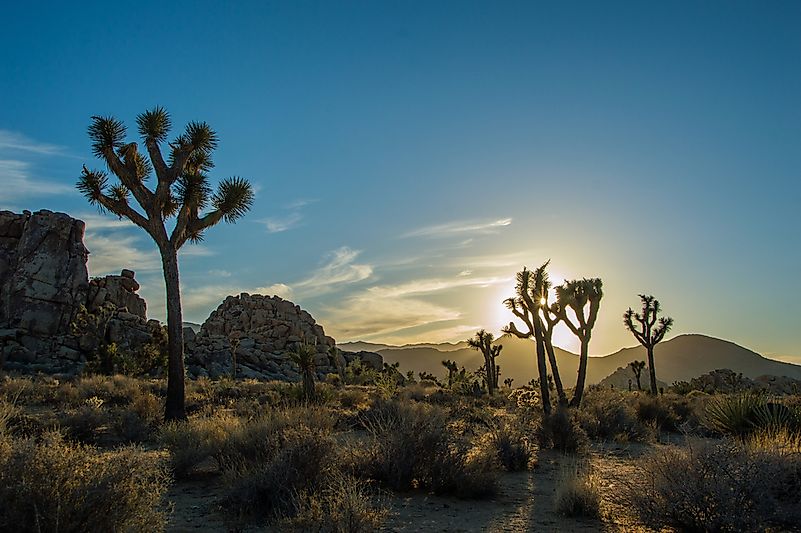#2 Joshua Tree National Park